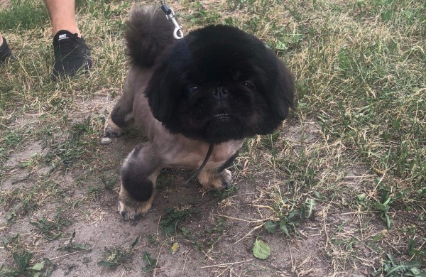 Prašo pagalbos ieškant mylimo augintinio: šunį pasisavino vagys