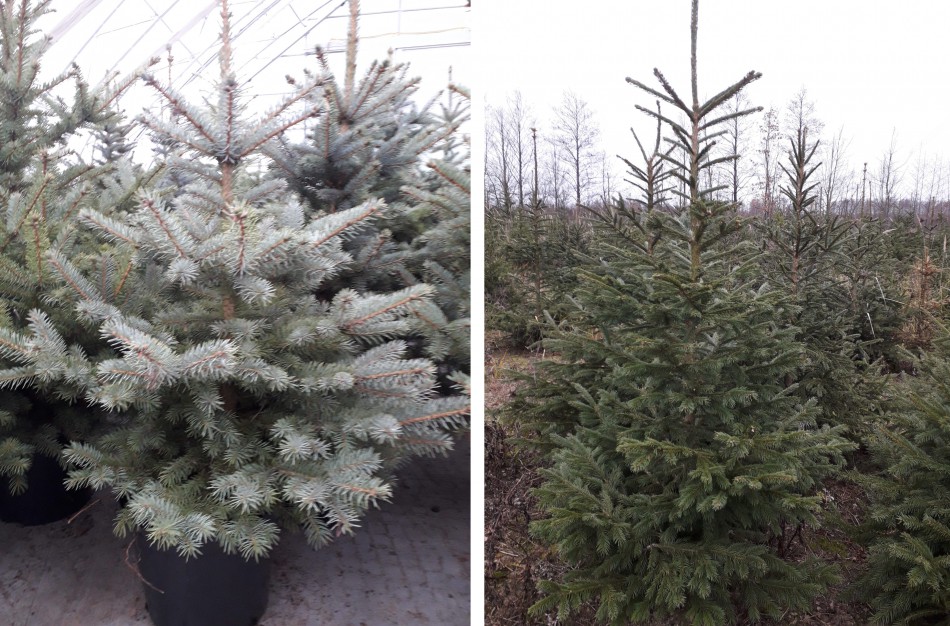 Miškininkai jau pasiruošę Kalėdoms