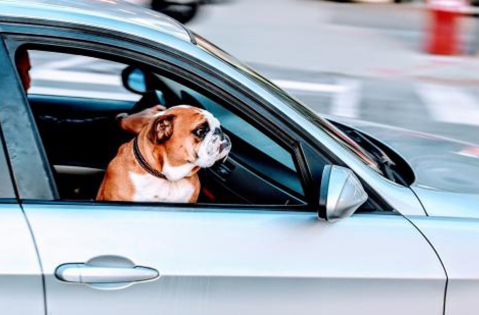 Planuojantiems šventines keliones su gyvūnais augintiniais