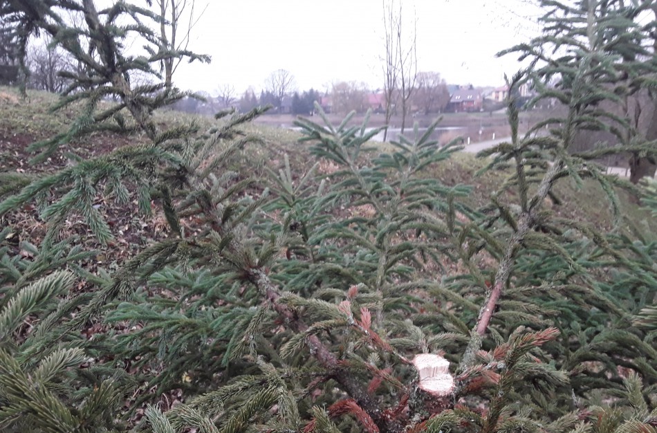 Skaitytojai: Kalėdinės dovanos bus slepiamos po vogta eglute?