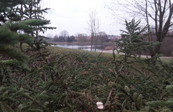 Skaitytojai: Kalėdinės dovanos bus slepiamos po vogta eglute?