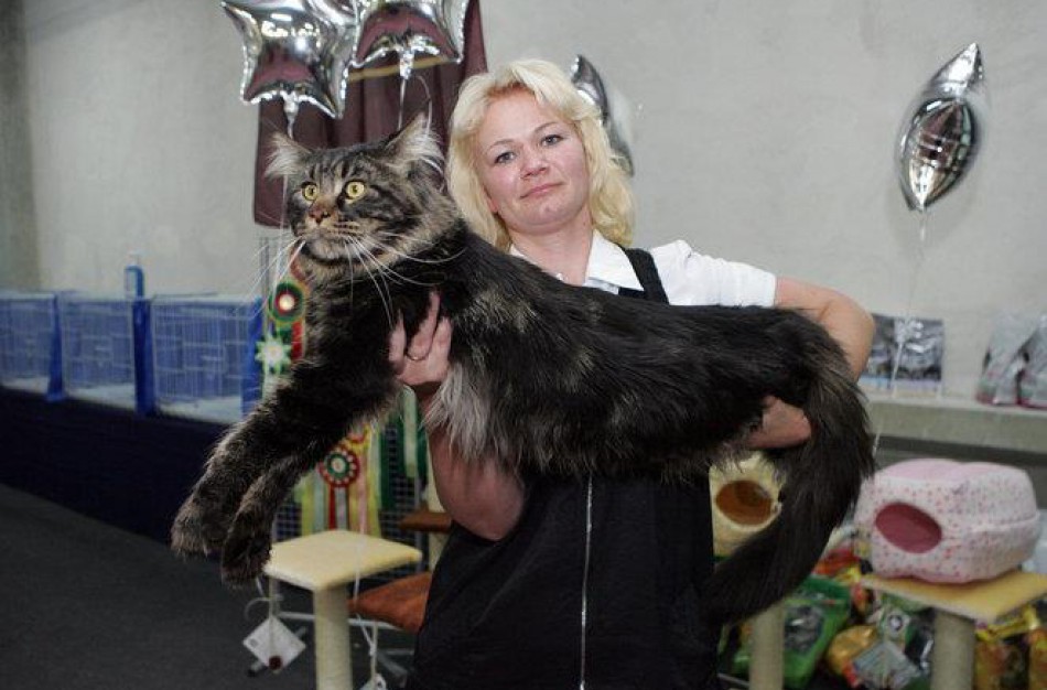 Policijos pareigūnės namuose - dešimt katinų