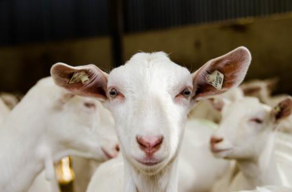 Rusijoje – avių ir ožkų raupų protrūkiai