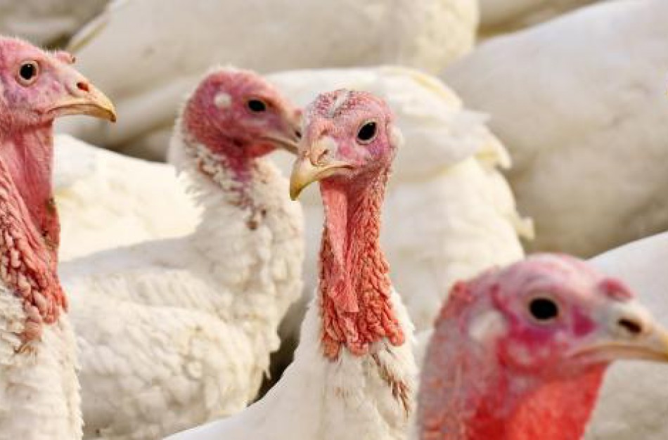 Lenkijoje užregistruotas paukščių gripo atvejis