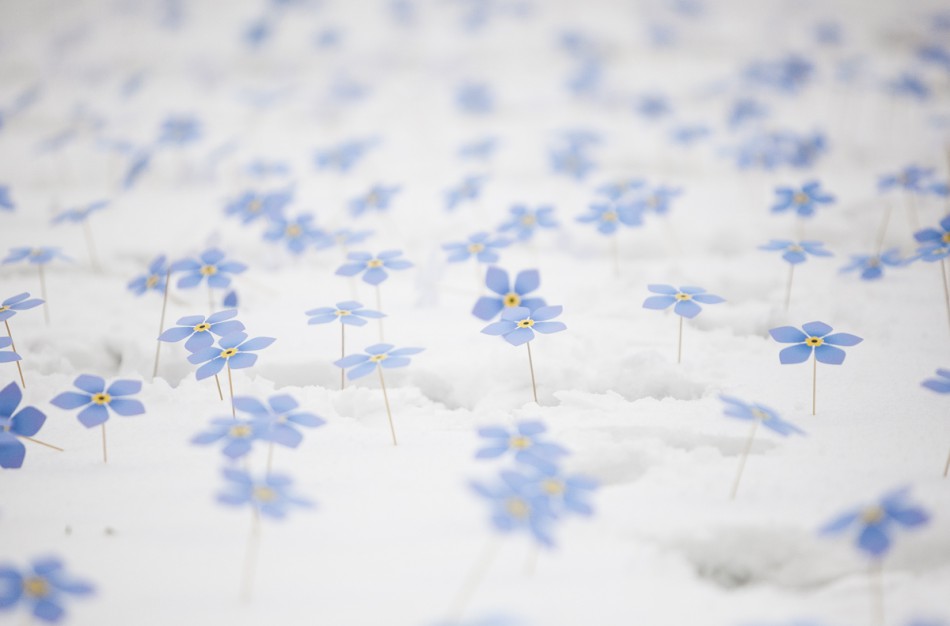 Pirmą kartą Jonavoje rengiama akcija – neužmirštuolių pieva!