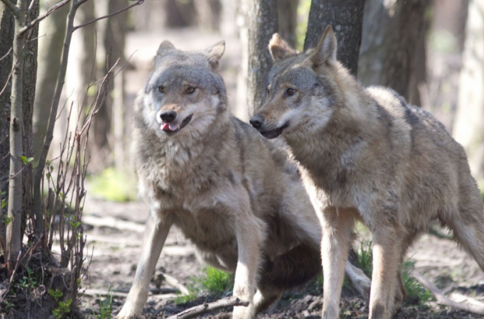 Nutraukiamas vilkų medžioklės sezonas