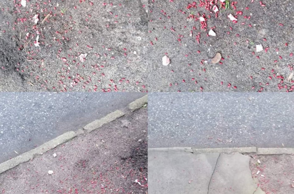 Perspėja: daugiabučio kieme – mirtini spąstai gyvūnams