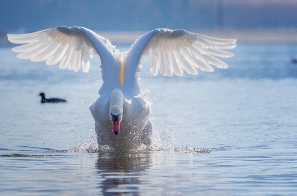Nauji paukščių gripo protrūkiai