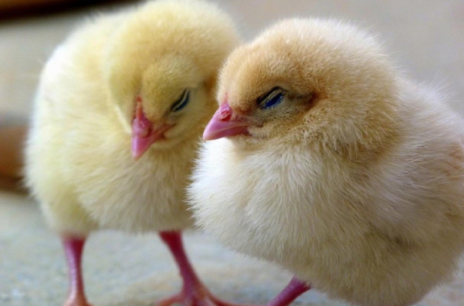 Paukščių augintojai raginami laikytis saugumo priemonių