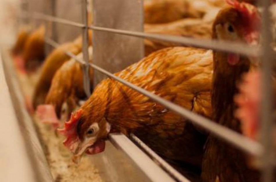 Paukščių gripas artėja prie Lietuvos: naujas židinys už mažiau nei 200 km