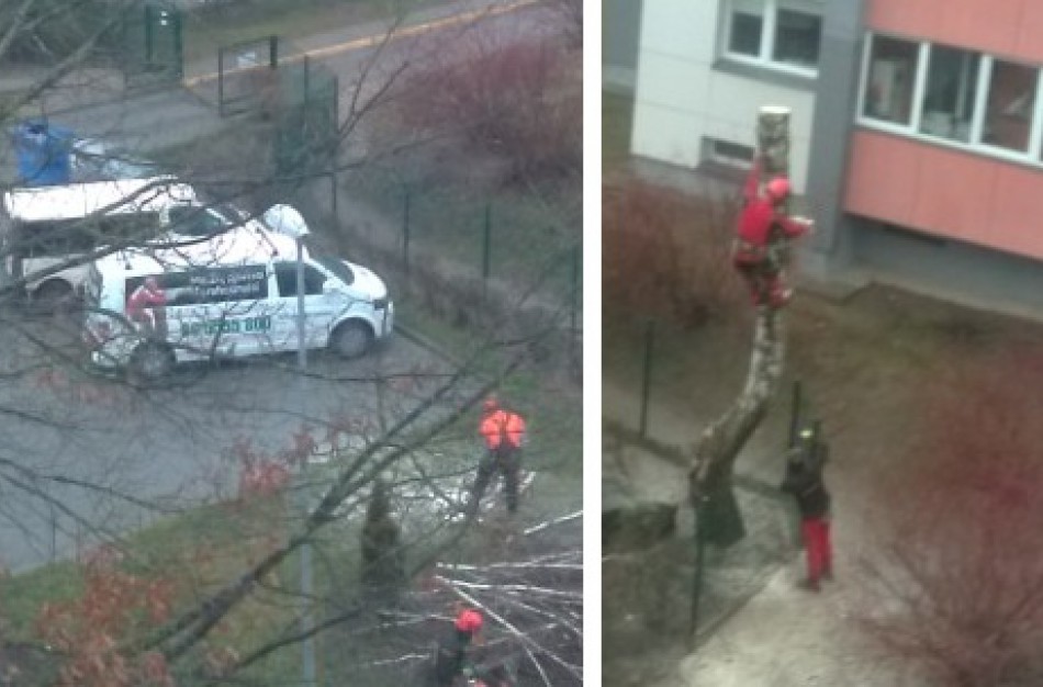 Skaitytojas: Ar tai normalu? Darbuotojas - be šalmo, o medžius pjauna virš žmonių galvų