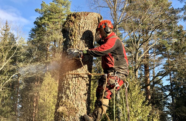 Skaitytojas: Ar tai normalu? Darbuotojas - be šalmo, o medžius pjauna virš žmonių galvų