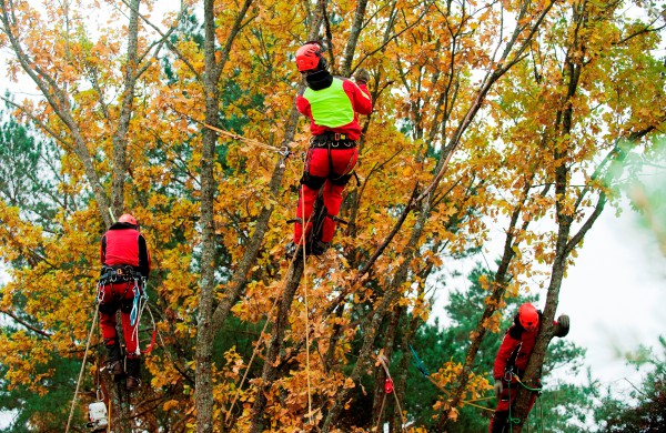 Skaitytojas: Ar tai normalu? Darbuotojas - be šalmo, o medžius pjauna virš žmonių galvų