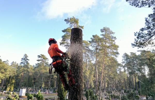Skaitytojas: Ar tai normalu? Darbuotojas - be šalmo, o medžius pjauna virš žmonių galvų
