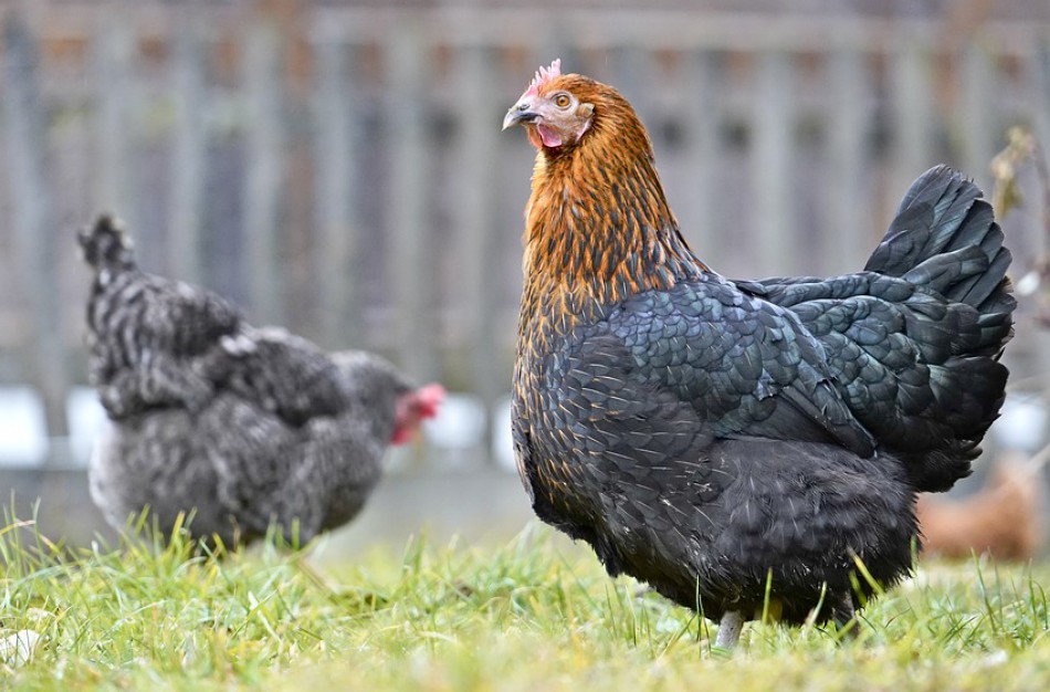 Paukščių gripo prevencijai – apribojimai naminių paukščių laikymui