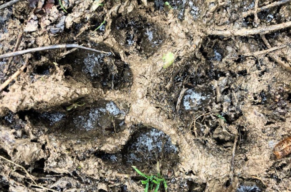 Medžiojamųjų gyvūnų apskaita – visus metus