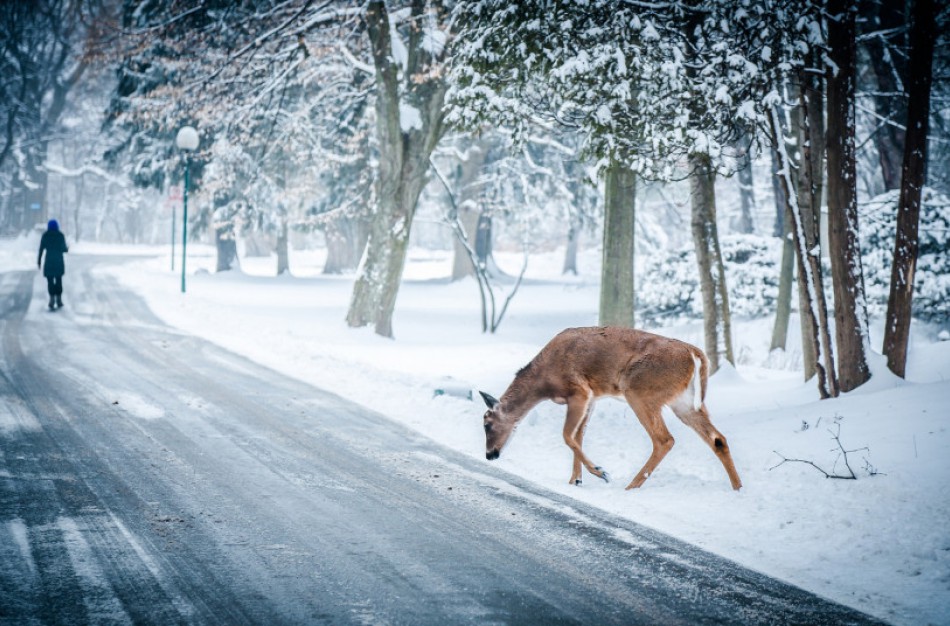 Beveik 8 tūkst. pranešimų apie transporto priemonių susidūrimus su laukiniu gyvūnu