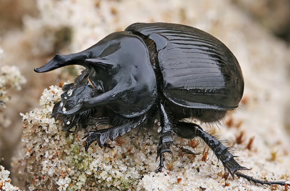 Zoologijos muziejaus entomologai aptiko dar vieną naują Lietuvai vabalų rūšį