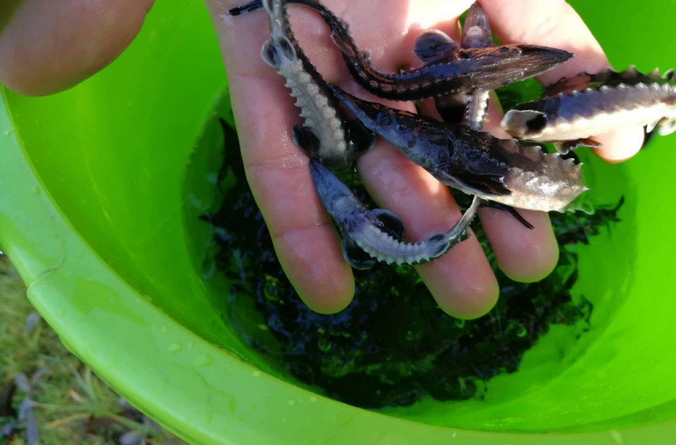 Lietuvos vandens telkiniuose daugės retų žuvų