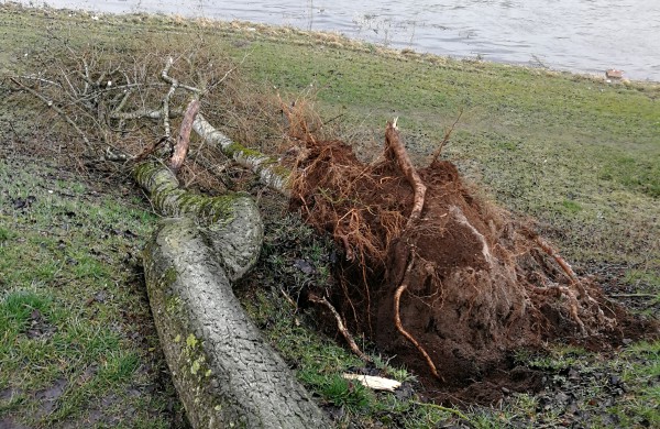 Vėtros padariniai vis dar tvarkomi