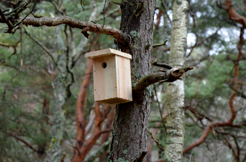 Miškininkai iškėlė inkilus grįžtantiems paukščiams