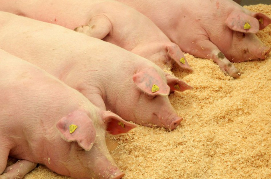 Stambiame kiaulių ūkyje Lenkijoje patvirtintas afrikinio kiaulių maro židinys