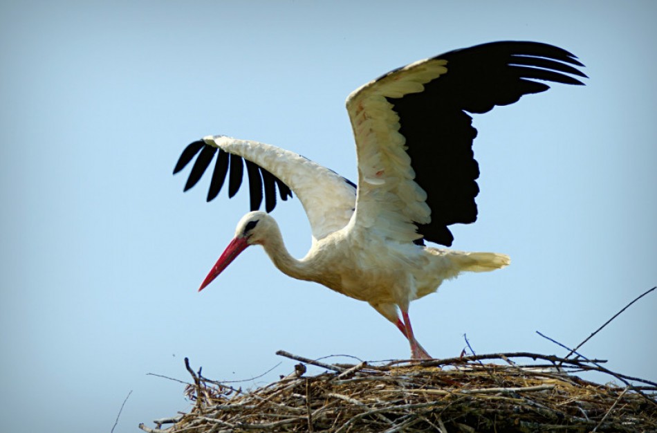 Minėdami Gandrines, pasirūpinkite ir gandralizdžiais