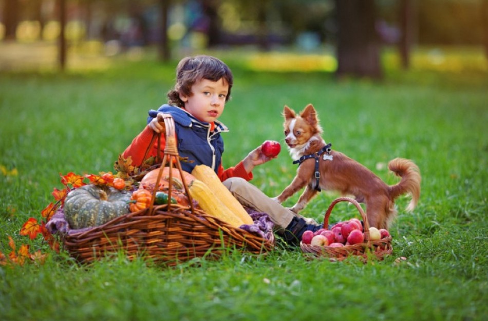 Kaip pasirūpinti augintiniais karantino metu