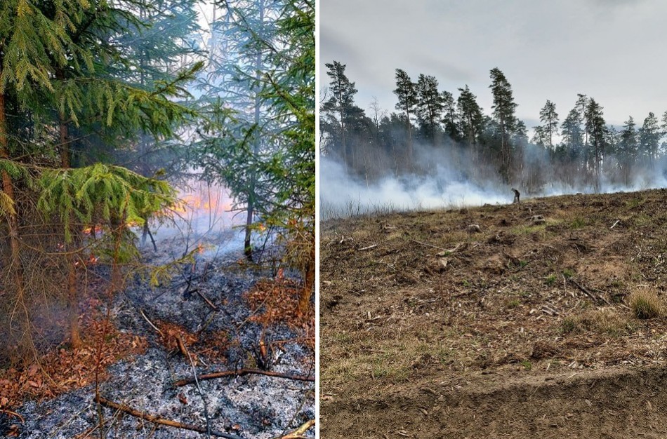 Spėjama, kad Velykų savaitgalį mišką padegė grybautojai  