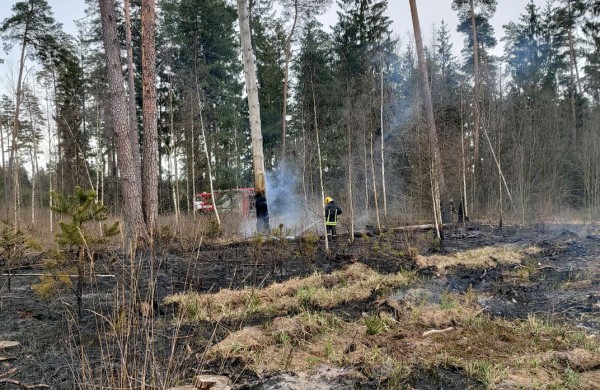 Spėjama, kad Velykų savaitgalį mišką padegė grybautojai  