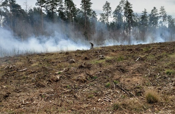 Spėjama, kad Velykų savaitgalį mišką padegė grybautojai  