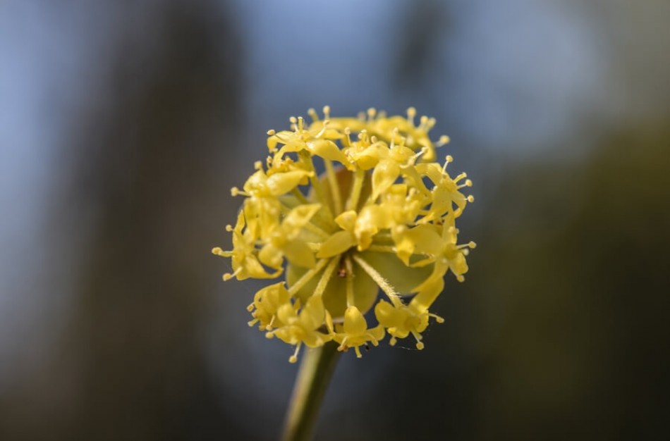 Bunda itin vertingus vaisius vedantys augalai