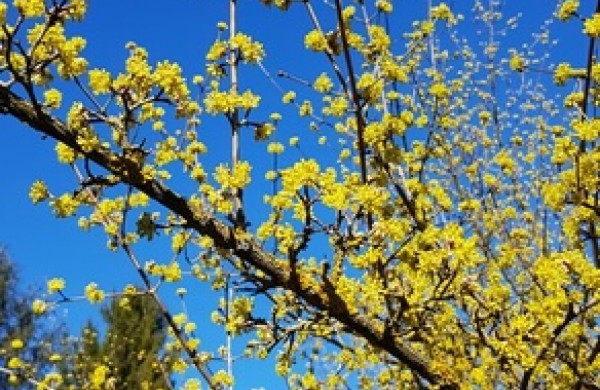 Bunda itin vertingus vaisius vedantys augalai