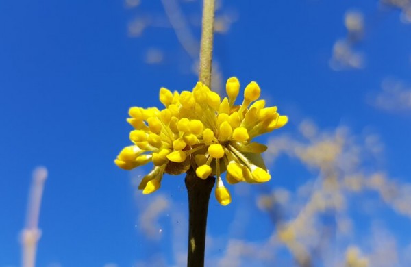 Bunda itin vertingus vaisius vedantys augalai