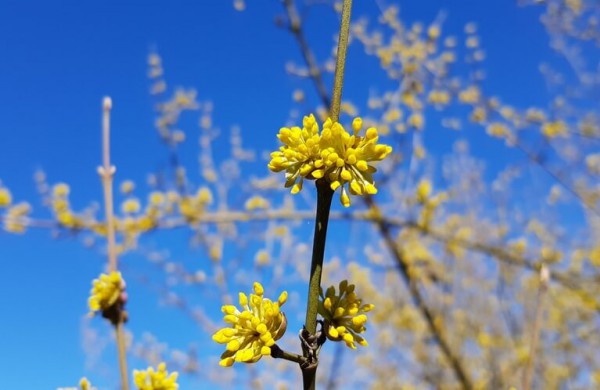 Bunda itin vertingus vaisius vedantys augalai