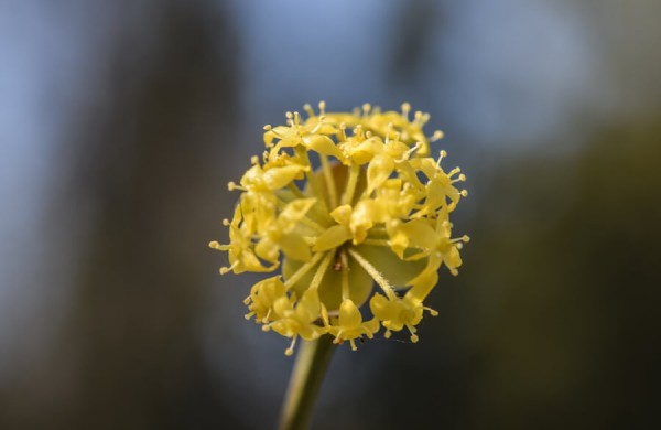 Bunda itin vertingus vaisius vedantys augalai