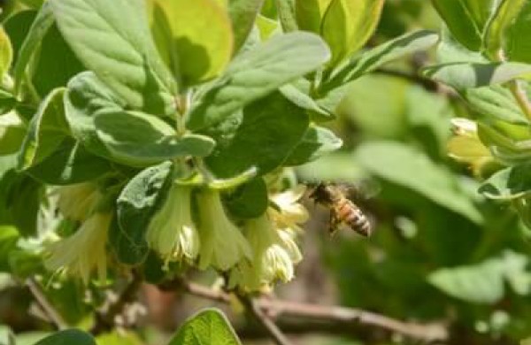 Bunda itin vertingus vaisius vedantys augalai