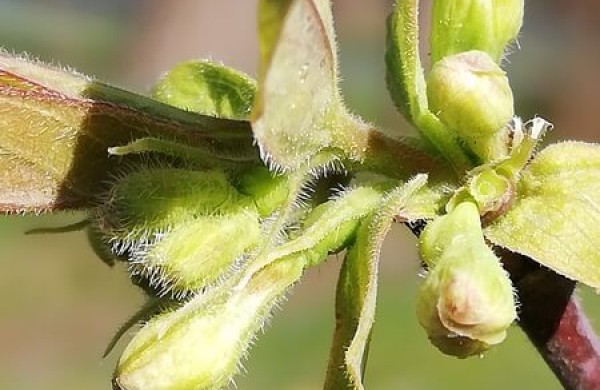 Bunda itin vertingus vaisius vedantys augalai