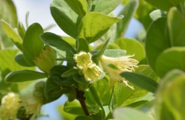 Bunda itin vertingus vaisius vedantys augalai