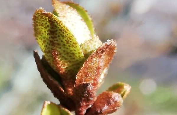 Bunda itin vertingus vaisius vedantys augalai