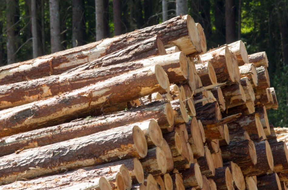 Dėl ekstremalios padėties poveikio ekonomikai pakeista ir prekybos žaliavine mediena tvarka