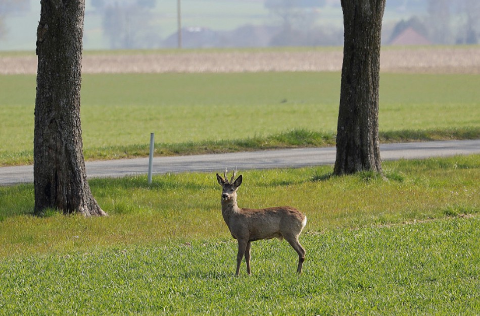 Pareigūnai prašo vairuotojų atidumo: daugėja autoįvykių su laukiniais gyvūnais
