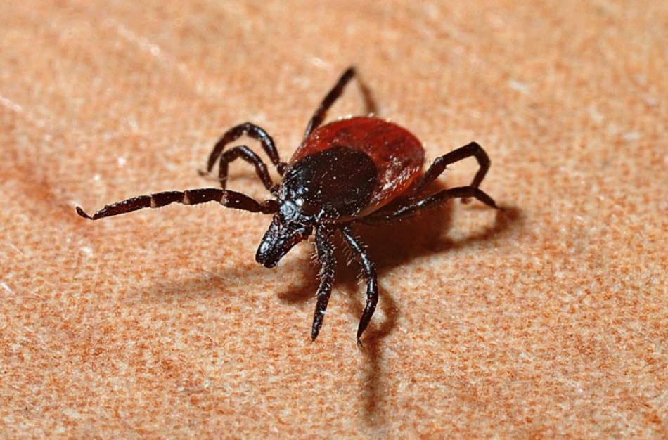 Šiais metais pirmasis Laimo ligos atvejis užregistruotas Jonavos rajone