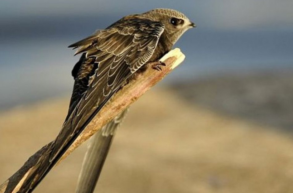 Aplinkosaugininkai prašo renovuojant daugiabučius išsaugoti čiurlius
