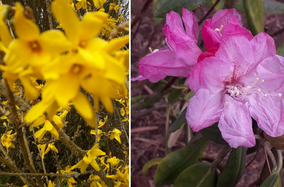 Dubravos arboretume jau skleidžiasi įspūdingi magnolijų žiedai