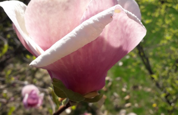 Dubravos arboretume jau skleidžiasi įspūdingi magnolijų žiedai