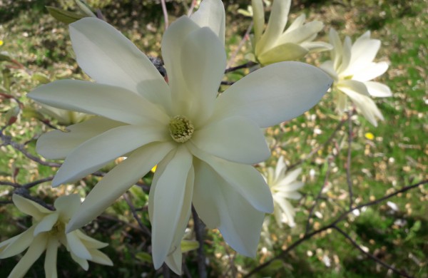 Dubravos arboretume jau skleidžiasi įspūdingi magnolijų žiedai