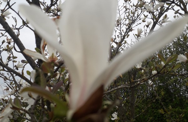 Dubravos arboretume jau skleidžiasi įspūdingi magnolijų žiedai