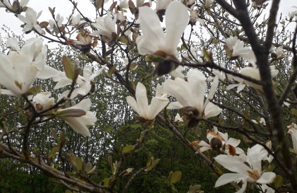 Dubravos arboretume jau skleidžiasi įspūdingi magnolijų žiedai