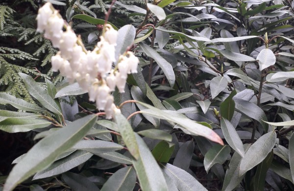 Dubravos arboretume jau skleidžiasi įspūdingi magnolijų žiedai